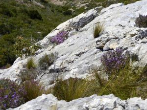 Le thym (Thymus vulgaris) se niche dans les fissures des falaises