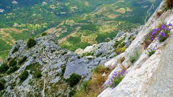 Les campanules se nichent dans les fissures de la falaise sous la brèche...