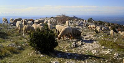 Moutons sur le Plan de la Crau