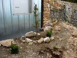 Arbustes plantés devant le local à lombrics.