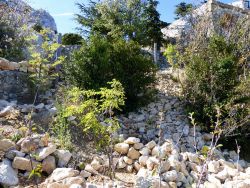 Arbustes plantés sur le chemin des toilettes