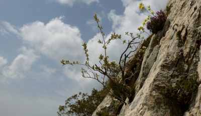 Sur les parois de la brèche des Moines, un amélanchier, du thym, des choux