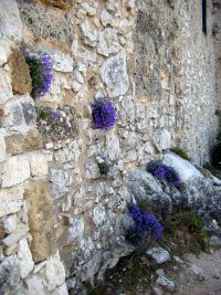 Sur le mur Nord de la chapelle.