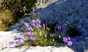 Dans le moindre creux de rocher.