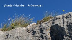 Sainte-Victoire : Printemps !