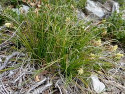 Carex halleriana  