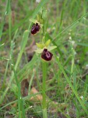 Ophrys de la passion...