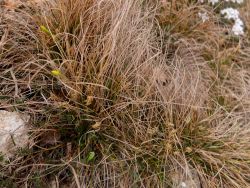 Carex humilis 