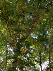 ... et en été, fruits en forme de petites pommes ou poires
