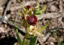 Ophrys provincialis (de Provence) 