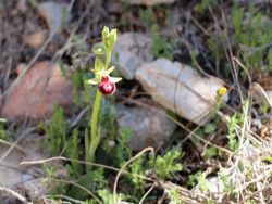 Ophrys de Pâques (ophrys passionnis) 