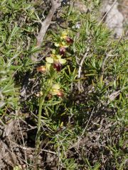 Ophrys brun (Ophrys fusca)
