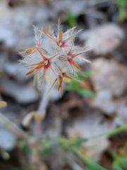Trèfle étoilé (Trifolium stellatum)