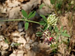 Anthyllide à fleurs rouges (Anthyllis vulneraria L. subsp rubrifolia) et trèfle jaunâtre (Trifolium ochroleucon)