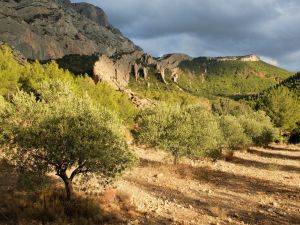 plantations d'oliviers au-dessus du Plan d'En Chois en 2018