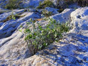 Sorbier blanc (Sorbus aria)
