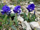 Iris jaunâtre (Iris lutescens) bleu