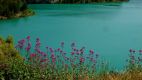 Centranthe rouge (Centranthus ruber), lac de Bimont