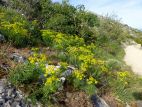 Euphorbes Petit Cyprès (Euphorbia cyparissias) près du Prieuré