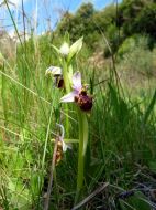 Ophrys Bécasse (Ophrys scolopax)