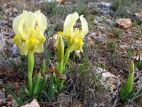 Iris jaunâtre (Iris lutescens)