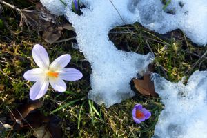 Mais les premières fleurs semblent être les crocus bigarrés (Crocus versicolor) , appelés justement perce-neige ! 
