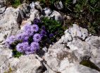 Globulaire rampante (Globularia repens) près du Pic des Mouches