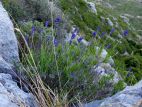Lavande à feuille étroite (Lavandula angustifolia) sur les Costes Chaudes