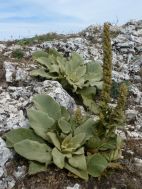  Molène(Verbascum sp)