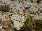 Oeillet des rochers (Dianthus godronianus ) sur les Costes Chaudes