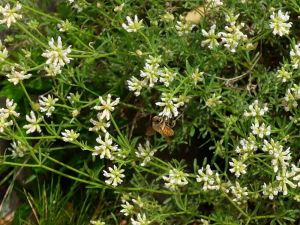 Abeille sur une dorycnie à 5 feuilles              