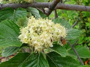 Noce de coléoptères sur une fleur d'alisier blanc