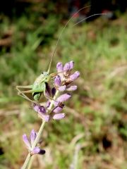 Sauterelles sur lavande à feuilles étroites