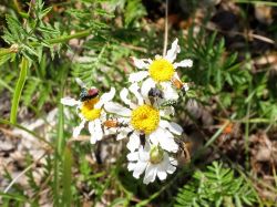 Marguerite en corymbe, le