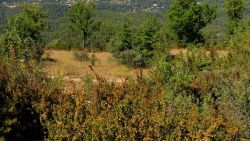 Une partie du pré des Moines, vue du sentier