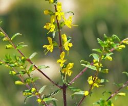 Détail de l'odontite Luteus en fleurs.