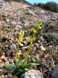 Ophrys brun