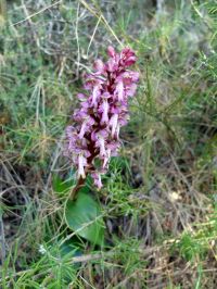 Orchis à longues bractées