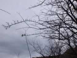 L'orme champêtre ou ormeau maintenant... 