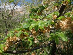 ... plus tard, il fera ses fruits et ses petites feuilles asymétriques