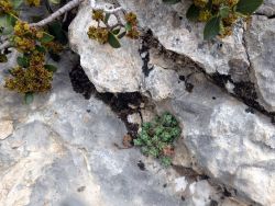 Minuscule orpin à feuilles épaisses