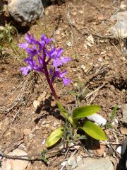 Orchis d'Hyères  