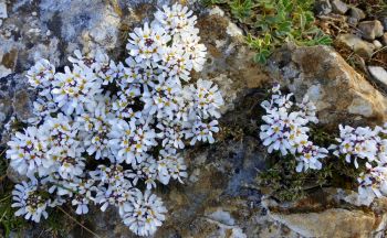 Iberis des rochers