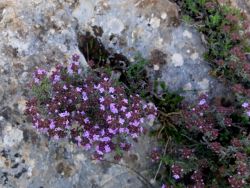 thym femelle (fleurs plus petites et plus foncées)