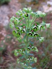 Euphorbe characias   