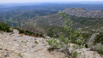 Amélanchiers au-dessus du pas du Berger