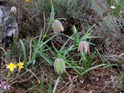 Fritillaires à involucre et narcisses d'Asso 