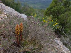 Orobanches au pied d'un plant de thym