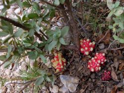 Idem, les fleurs s'épanouissent au pied d'un ciste cotonneux.