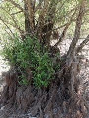 Racines sur un saule 